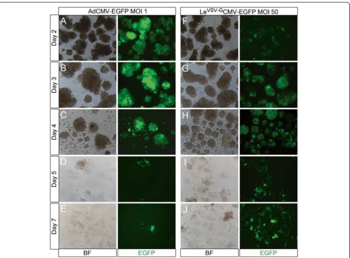 Figure 3 Culture of AdCMV-EGFP and Le VSV-G CMV-EGFP transduced rat exocrine pancreas cells