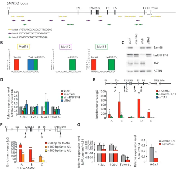 Figure 5. Sam68 binds Alu-rich introns in SMN and promotes pre-mRNA circularization. (A) Graphic representation of the human SMN locus