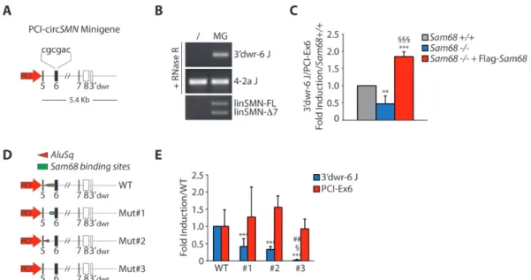 Figure 6. Sam68 cooperates with IRAlu-rich introns in SMN circRNA biogenesis. (A) Schematic representation of circSMN minigene