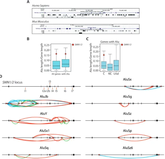 Figure 1. Invasion of inverted repeat Alu elements characterizes the human SMN locus. (A) Graphic representation of non-LTR (SINE and LINE) and LTR elements in the human SMN1 and murine Smn gene (https://genome.ucsc.edu)
