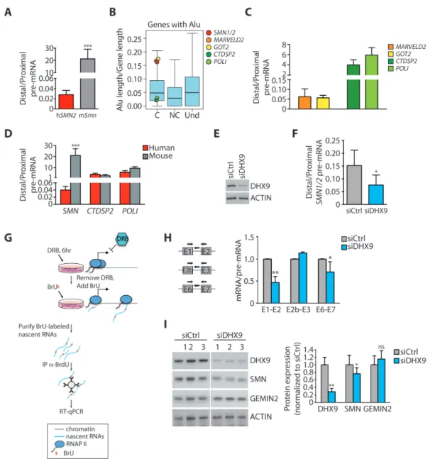 Figure 2. Inverted repeat Alus negatively impact on SMN transcript processing. (A) qPCR analyses of the ratio between distal and proximal pre-mRNA region of human (hSMN2) and mouse (mSmn) SMN gene (mean ± SD, n = 5; ***P ≤ 0.001, unpaired t-test)