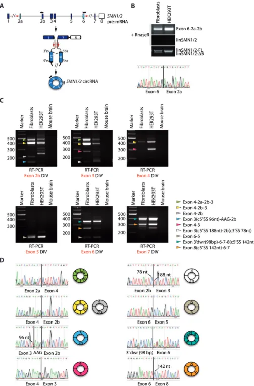 Figure 3. The SMN pre-mRNA undergoes widespread alternative circularization. (A) Schematic representation of the human SMN pre-mRNA