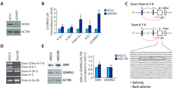 Figure 4. Interfering with SMN circRNAs biogenesis affects the expression of SMN protein