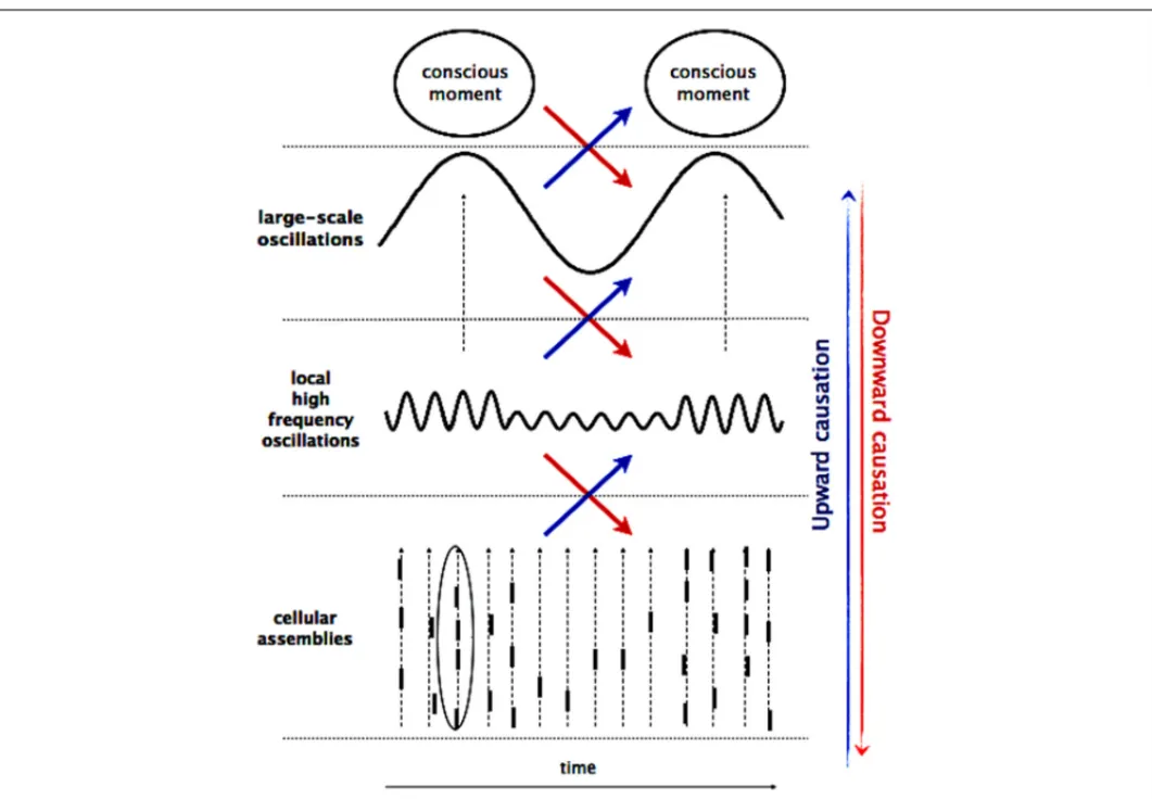 FIGURE 2 | Multiscale interaction. The macro-, meso-, and microscopic processes are braided together by co-occurring multifrequency oscillations, giving rise to upward and downward causation