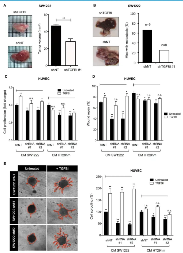 Figure 4. TGFBI promotes tumor growth and angiogenesis. A. Tumor growth and angiogenesis in the CAM model using TGFBI-silenced or control (non-target shRNA,  shNT) SW1222 cells (left panels) and quantification of tumor volume (right)