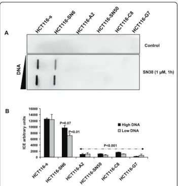 Figure 3 CPT-11-induced TOP1-DNA complexes: A) TOP1-DNA cleavage complexes measured using the ImmunoComplex of Enzyme (ICE) assay in nuclear extracts (two concentrations were used) of SN38 sensitive and resistant HCT116 cells following treatment with SN38 