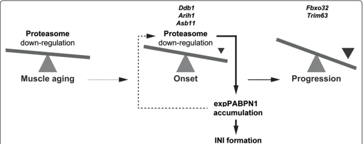Figure 6 A model for the involvement of UPS in OPMD disease pathology. In muscle, age-associated proteasome down-regulation affects expPABPN1 protein accumulation