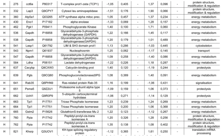Table 1. Table of identified proteins (spot ID, gene, accession number from UniprotKB database, name and functional group) sorted in eight groups  (A-H) based on the fold expression ratio iN2a+/iN2a and iN2a+22L/iN2a+