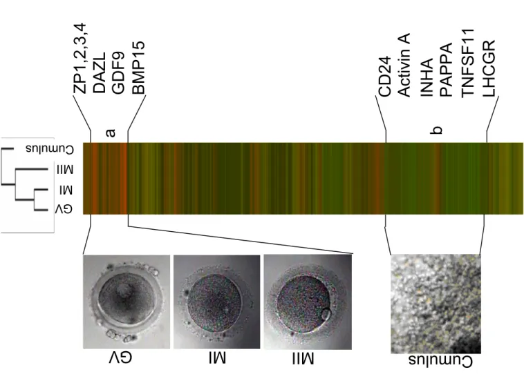 Figure 1 B: Global geneexpression variationAssouet al. (B) Hierarchical clustering. The expression  signature of oocyte and cumulus cells were  visualized by hierarchical clustering on the 15  000 probesetswith the highest variation coefficient