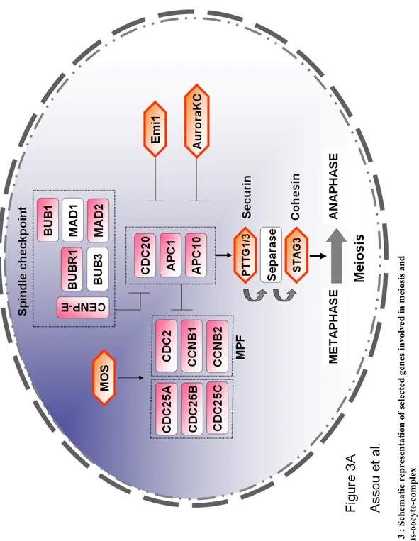 Figure 3 : Schematic representation of selected genes involved in meiosis and  cumulus-oocyte-complex (A) Meiosis