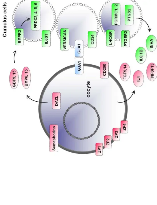 Figure 3B Assou et al. Figure 3 (B) Cumulus-oocyte-complex. Genesoverexpressedin oocytes (pink) or overexpressedin cumulus (green) that are involved  in the cumulus-oocyte-complex interactions