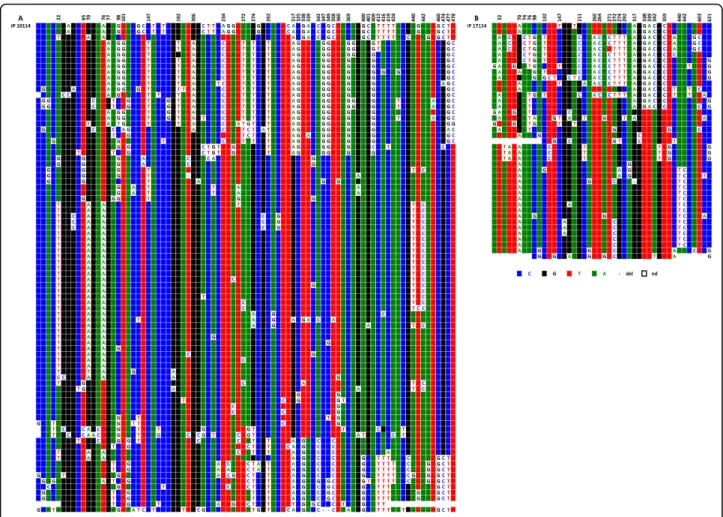Figure 10 ClustalW alignment of the IP10114 (A) and IP11714 (B) CENP-A associated repeats recovered by immunoprecipitation from the two chromosome 5 homologues