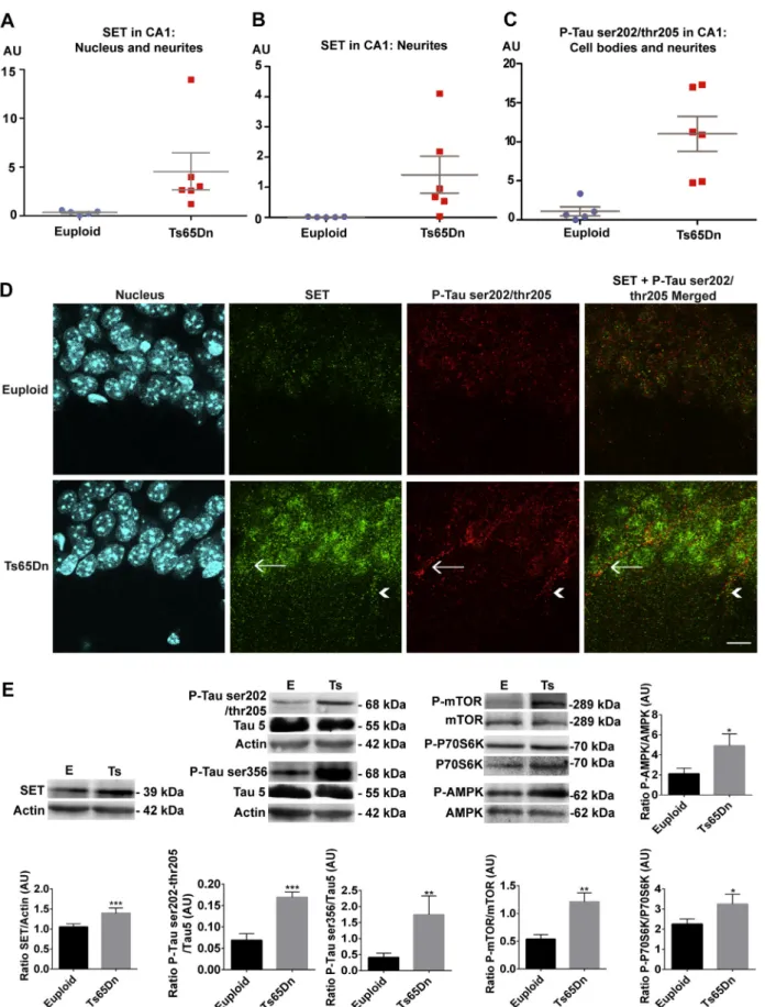 Fig. 1. Increase of SET, its translocation to the cytoplasm, tau hyperphosphorylations (P-tau) at ser202/thr205/ser356, and activation of mTOR/AMPK signaling pathways are present in CA1 of Ts65Dn mice