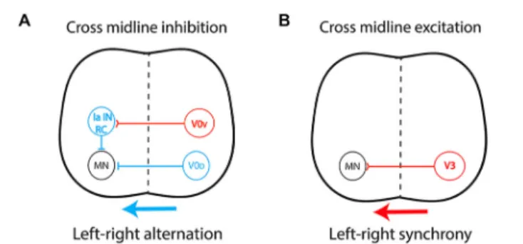 FIGURE 3 | Central pattern generator circuitry underlying left-right coordination during locomotion
