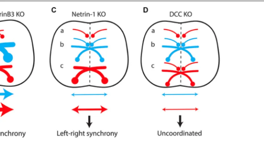 FIGURE 4 | The excitatory/inhibitory balance over the midline in the spinal cord determines the lateralization of motor output