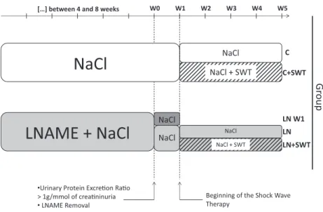 Figure 1. Experimental protocol. When urinary protein excretion ratio was over 1 g/mmol of creatinine, after 6  2 weeks, N G -nitro-L-arginine methyl ester (L-NAME) was removed