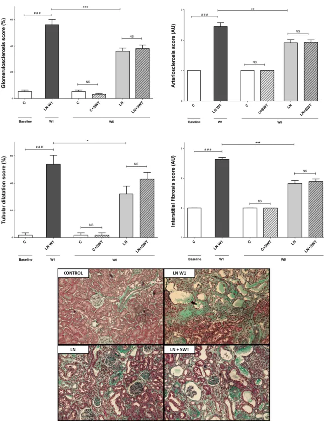 Figure 3. Representative examples of renal tissue (Masson’s trichrome) in controls, L-NAME-treated rats 1 week after L-NAME removal (LN- (LN-W1), L-NAME-treated + removal rats (LN) and L-NAME + SWT-treated rats (LN + SWT) at W5 showing nephroangiosclerosis
