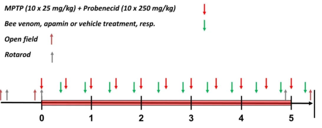 Figure 1. Time schedule for bee venom and apamin injections in MPTP/probenecid-intoxicated mice