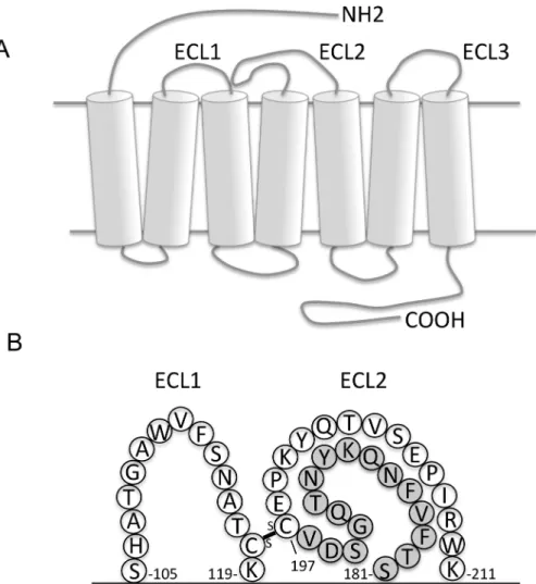 Fig 2. Predicted structure of huCCR6. (A) Representation of the serpentine structure of huCCR6 formed at the top by the extracellular domains consisting of the N-terminal end and three loops (ECL1-3), in the middle by the horizontal bands and cylinders, sy