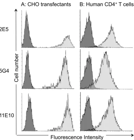 Fig 3. Specificity of mAbs generated by immunization with huCCR6-expressing cells. The specificity of the 2E5, 5G4 and 11E10 mAbs in the corresponding hybridoma supernatants was determined by flow cytometry, using (A) CHO-K1 cells, transfected with huCCR6 