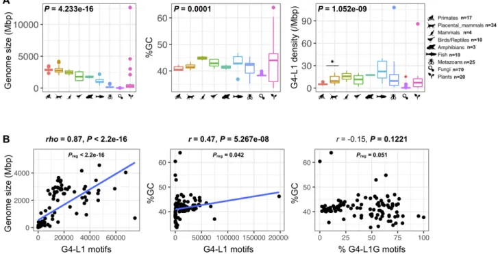 Figure 5. Genome metrics and G4-L1 motif content of various eukaryotic genomes. (A) Genome size (in mega base pairs, Mbp), GC content and G4-L1 motif density (number of motifs found per Mbp) for different groups of eukaryotes