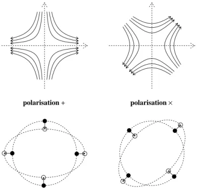 Figure 1.3.1: Lignes de force d'une onde gravitationnelle correspondant aux deux polari- polari-sations (en haut)