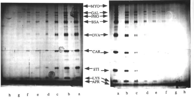 Figure 5: Staining of molecular weight standards using silver nitrate and silver -ammonia stains