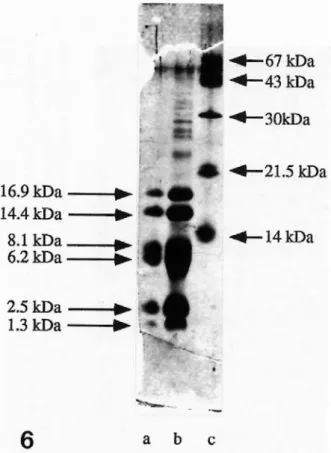 Figure 6: Staining of low molecular mass peptides after separation by a SDS-Tricine gel 