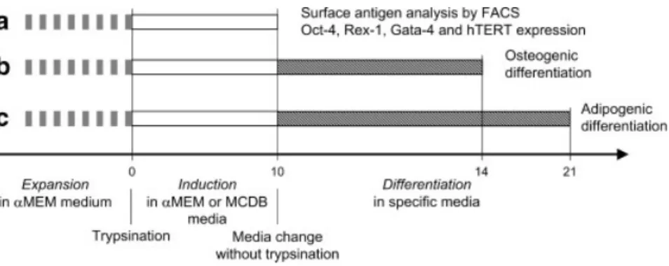 Fig. 1. Design of the study. Cells were cultured in modified MCDB201 medium or aMEM medium for 10 days