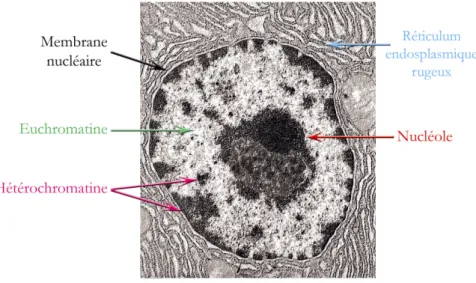 Figure V.2 : Noyau d’une cellule eucaryote en interphase  (http://academics.hamilton.edu/biology/kbart/image/nucleus.jpg.) 