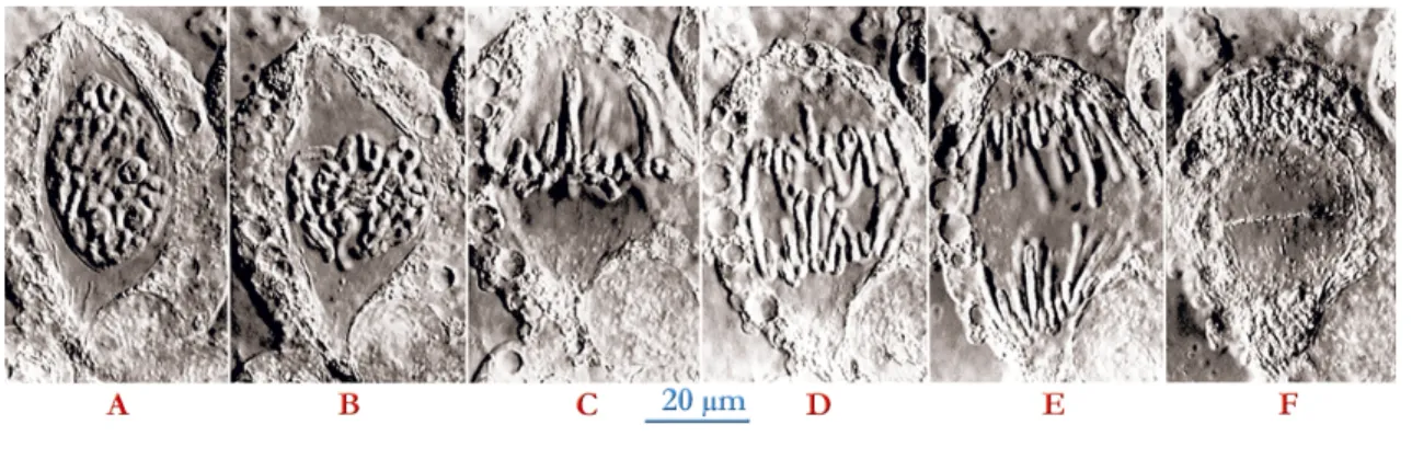 Figure V.4 : Les étapes de la mitose et la cytodiérèse  (http://www.biozentrum.unibas.ch/~izmb/atlas/htm/index2.htm.) 