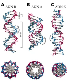 Figure V.5 : Trois différentes formes d’hélices d’ADN  (http://ww2.mcgill.ca/biology/undergra/c200a/sec2-1.htm.) 