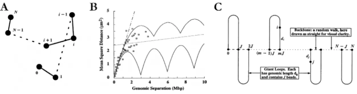 Figure V.11 : Modèle d’organisation de marche au hasard/boucles géantes  du chromosome interphasique 