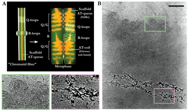 Figure V.14 : Modèle « loops + scaffold » d’organisation du chromosome  (A)  (Adaptée de Saitoh et Laemmli, 1994, www.cell.com)  Modèle d’organisation 