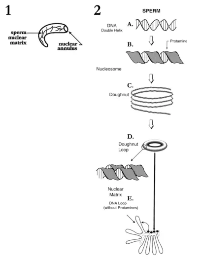 Figure V.18 : Schéma explicatif d’un modèle de compaction de sperme  (Ward, 1993, www.biolreprod.org ) 