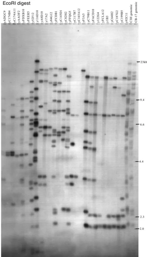 FIGURE 3. V H J558 gene content of YACs. YAC DNAs, C3H, and C.B-17 genomic DNAs were digested with EcoRI and Southern blotted