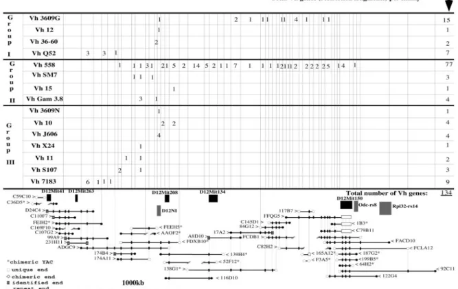 FIGURE 4. YAC contig of the mouse Igh locus. In the lower part of the figure, YACs are represented by horizontal bold lines: the YAC name is at either end with an arrow ( ⬎ , ⬍ ) pointing to the line