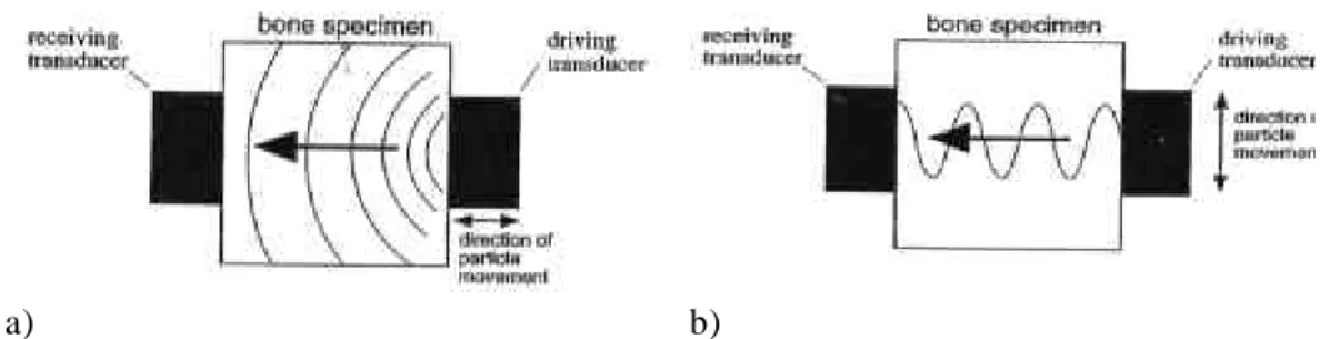 Figure 4. 23. Propagation d’onde ultrasonore dans un échantillon os- os-seux, d’après Turner et al