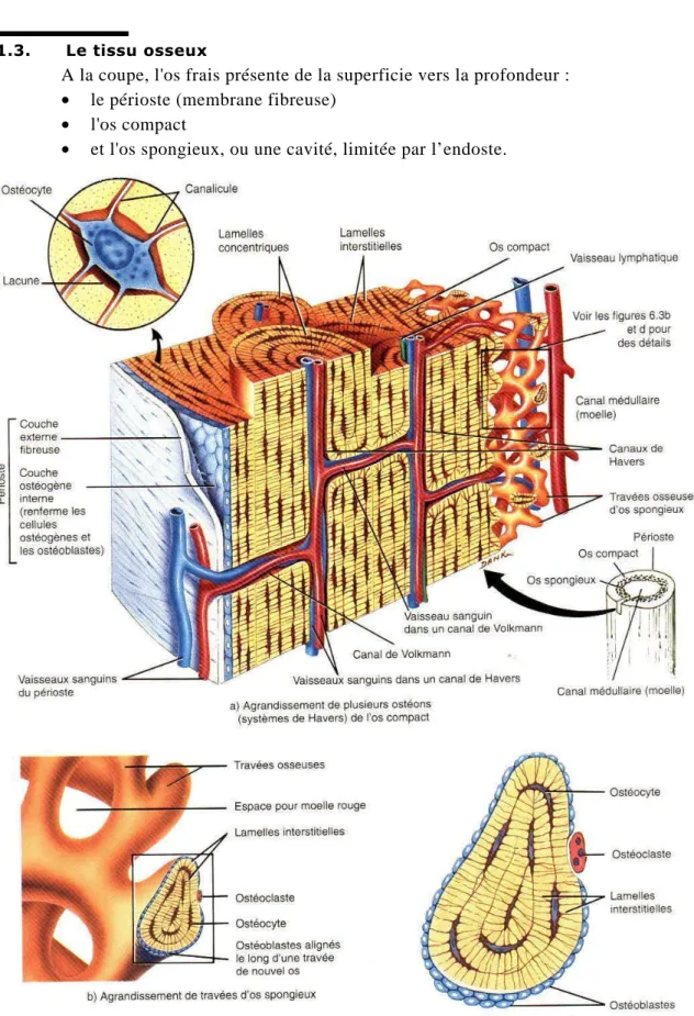 Figure 1. 2. Schéma de l’os cortical et spongieux, Système de Havers [Gra94]