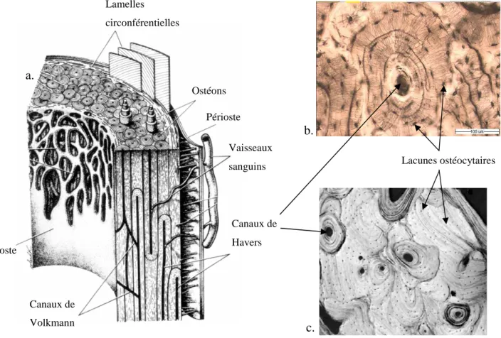 Figure 1.2 : Structure de l'os cortical. La coque corticale résulte d'un assemblage compact d'ostéons  (a.[48]), dont la structure en lamelle concentrique est illustrée sur une coupe histologique (b.) et une image 