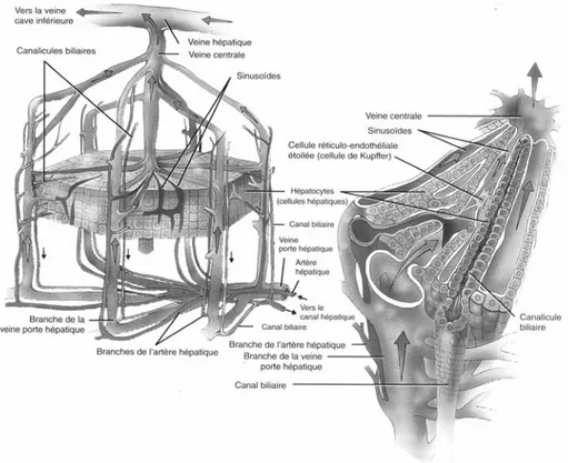Figure 2 : Description anatomique du lobule hépatique (3) 