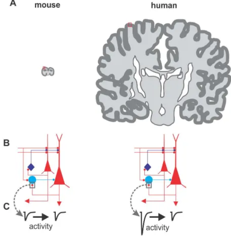 Fig 1. Does cortical size matter? This figure illustrates three major differences between cortices of two mammals: the mouse (widely used in neuroscience research) and Homo sapiens