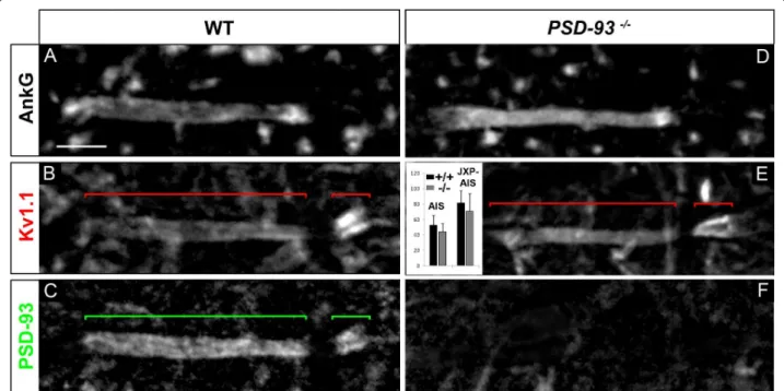Figure 9 PSD-93 is not required for voltage-gated potassium (Kv)1 channels expression at the axon initial segment (AIS) and juxtapara (JXP)-AIS