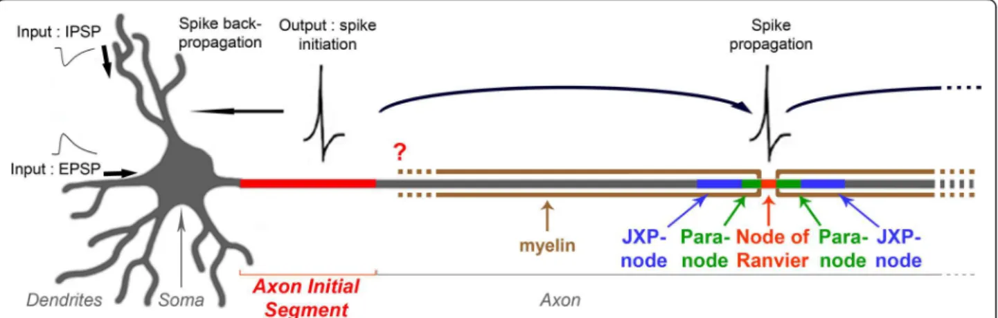 Figure 1 Schematic drawing of a neuron showing the position of the axon initial segment (AIS)