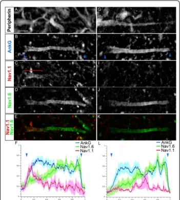 Table 1 Axon initial segment (AIS) origin, length, distance from the soma and voltage-gated sodium (Nav) channel composition in a and g motor neurons (MNs)