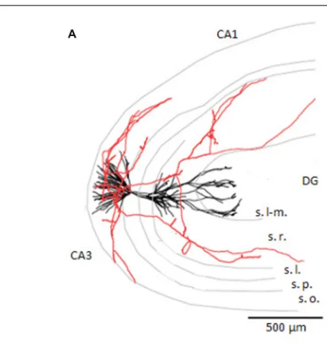 FIGURE 1 | CA3 pyramidal cell axon and targets. (A) Reconstruction of a CA3 pyramidal cell dendrites, in black, and partial reconstruction of the axon, in red