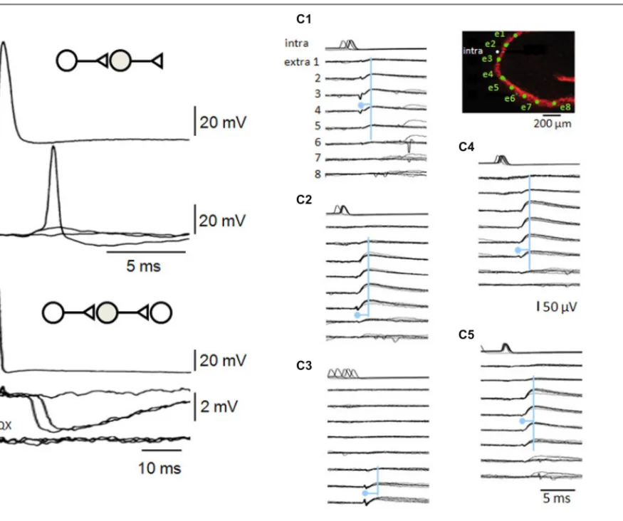 FIGURE 4 | Recurrent inhibitory circuits in the CA3 region. (A) Post-synaptic responses of a fast-spiking interneuron to single pre-synaptic action potentials in a CA3 pyramidal cell