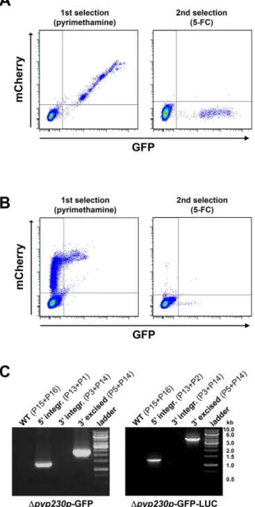 Figure 6 | Generation of drug-selectable marker-free Dp230p-GFP and Dp230p-GFP-LUC P. yoelii 17XNL parasites