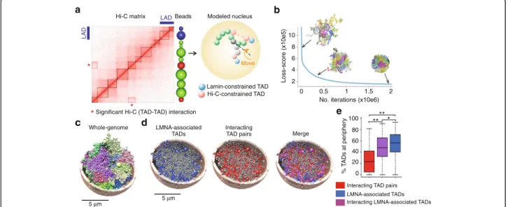Fig. 1 Chrom3D integrates Hi-C and nuclear lamin ChIP-seq data to provide an ensemble of 3D genome structures with radial positioning information of loci