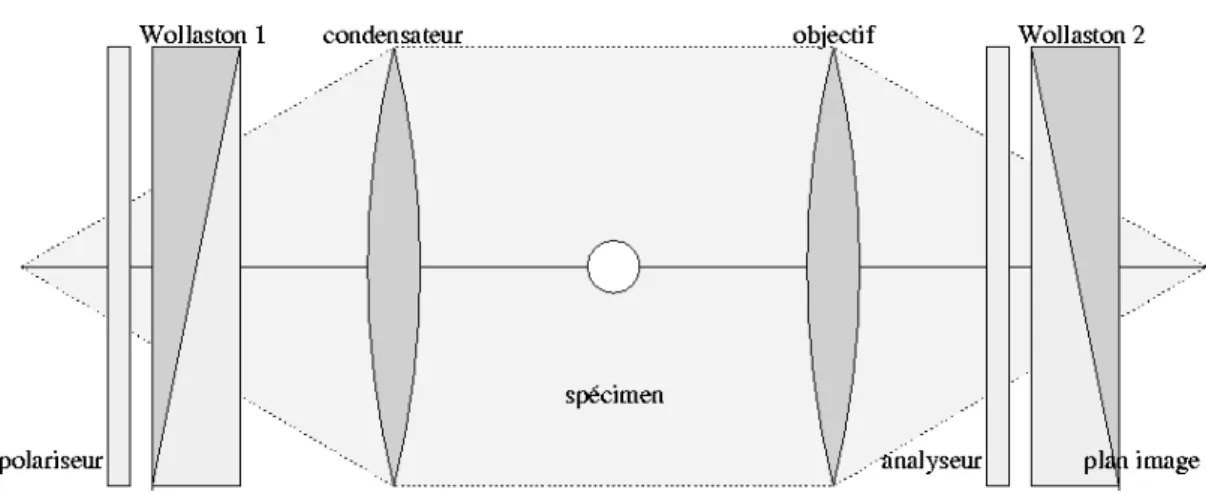 Fig. 2.15 – Sch´ ema de principe du microscope ` a contraste interf´ erentiel (sch´ ema tir´ e de [Kagalwala 00b]) : la lumi` ere est polaris´ ee, puis passe ` a travers un prisme de Wollaston (il disperse la lumi` ere selon des directions diff´ erentes, e